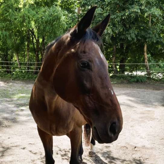 Bahirah