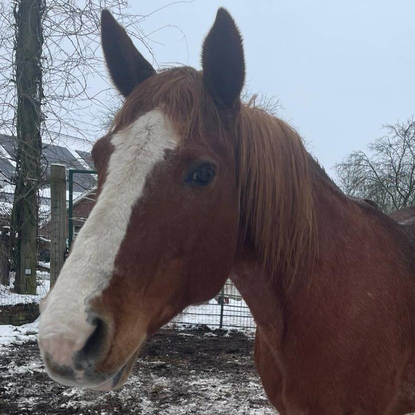 Cheyenne