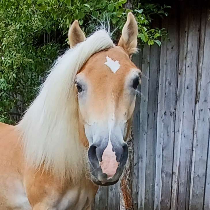 Hilde