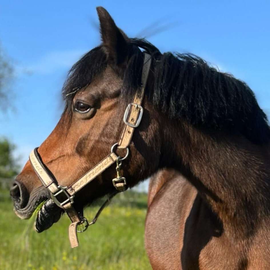 Maja