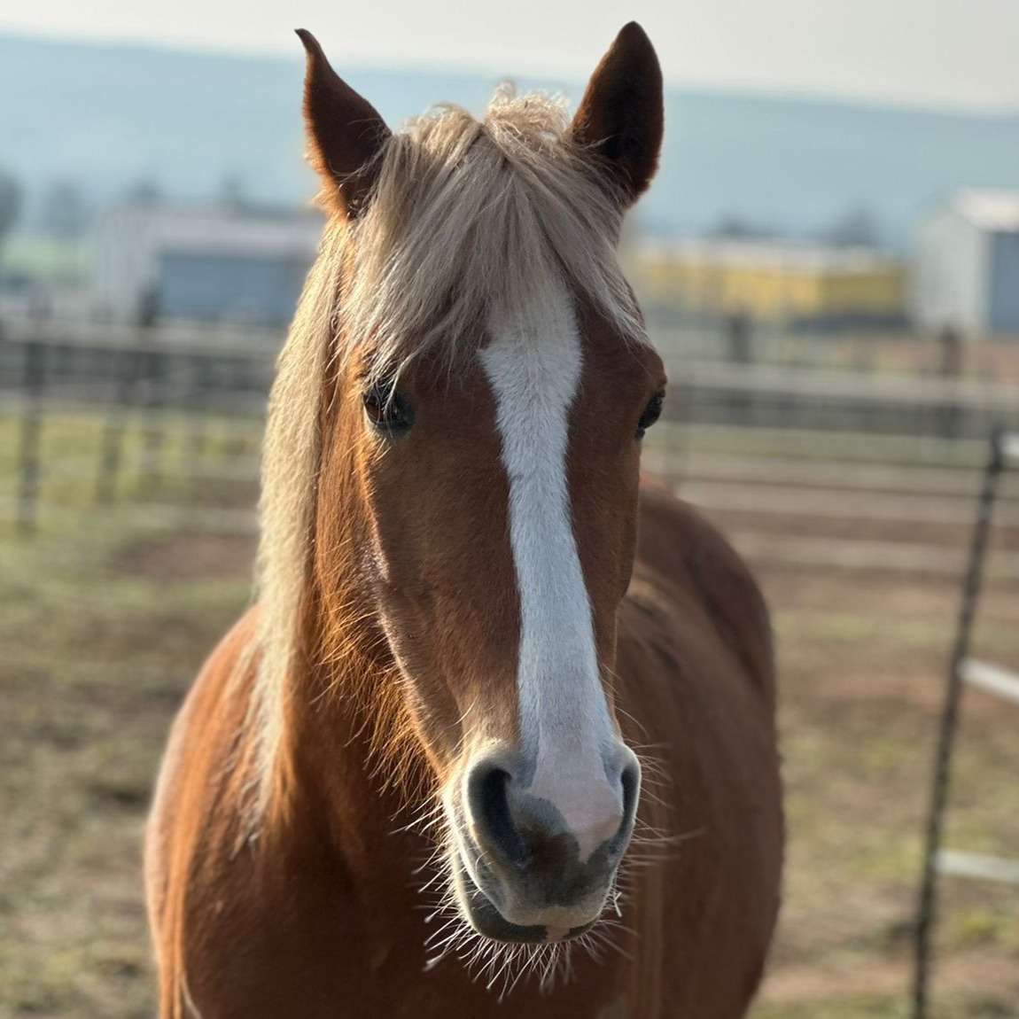 Penelope